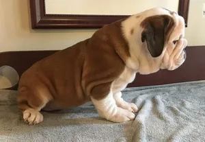 Spectacular english bulldog
