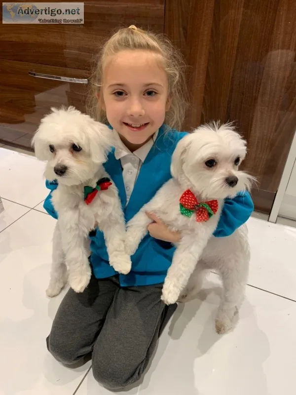 Gorgeous akc champion maltese puppies av