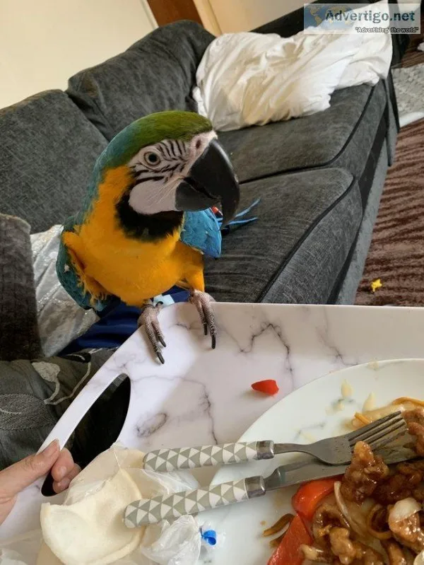 Healthy and Active Blue and Gold Macaw