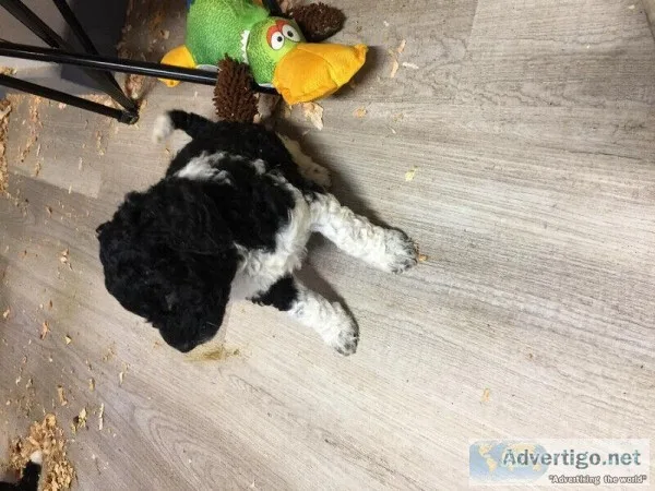 PARTIPOODLE PUPS STANDARD SIZE