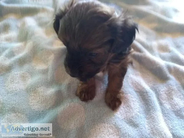 For sale yorkiepoos two males puppies