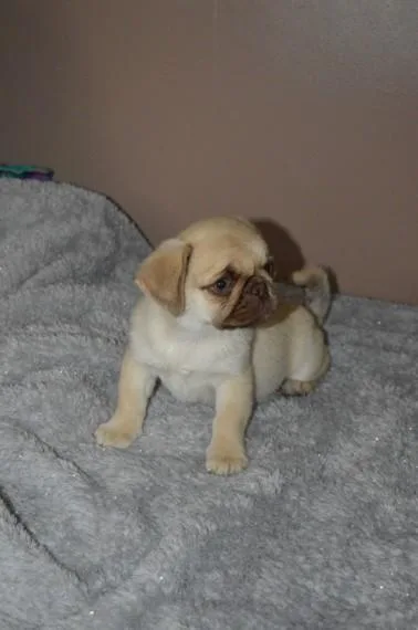 Adorable Male and Female Pug Puppies available