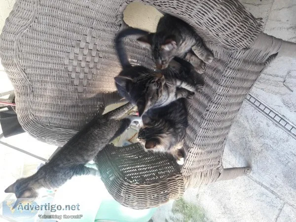 Kittens (4)