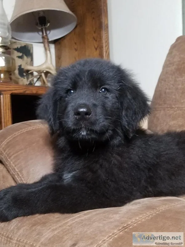 NewfoundlandGreat pyreness PUPPY