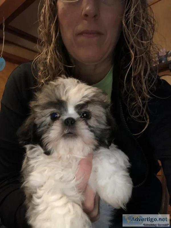 Shih Tzu