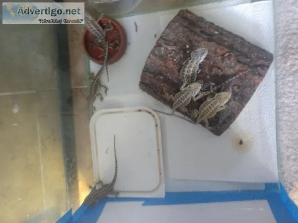 Bearded dragons for sale