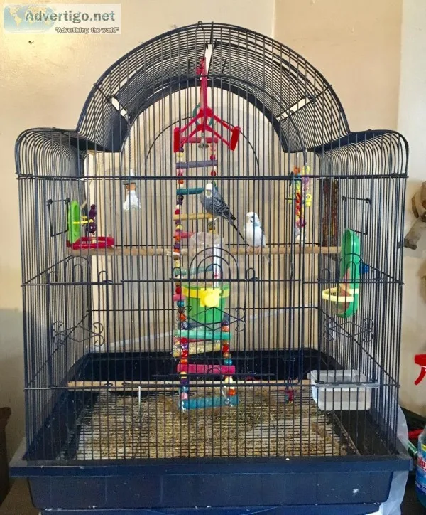2 chirping parakeets and beautiful cage