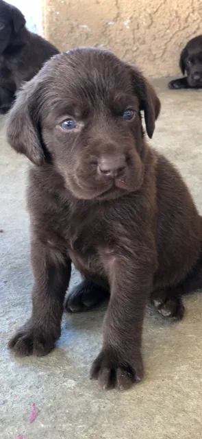 akc labradors