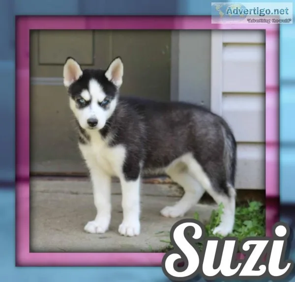 Suzi Female ACA Siberian Husky