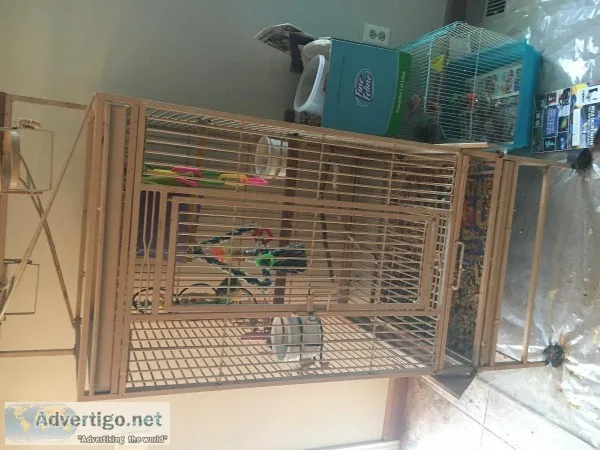 I have a four-year-old beautiful Senegal parrot looking for a ne
