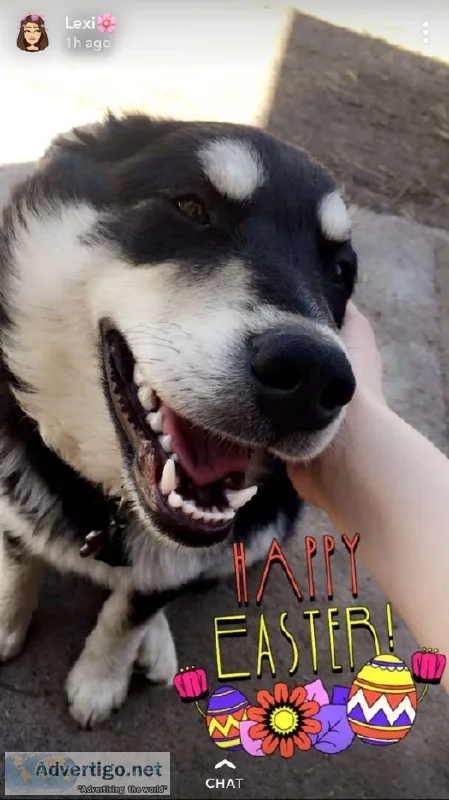 Sweet 7 month old pup