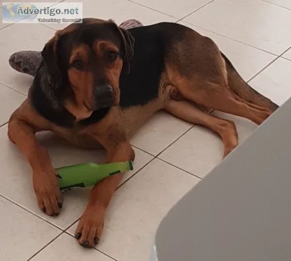 Bloodhound mix German Shepard
