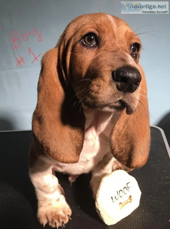 CKC Basset Hound Puppy