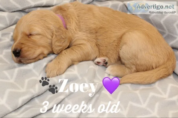 Goldendoodle Puppies