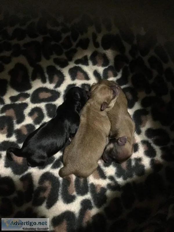 POM CHI PUPS