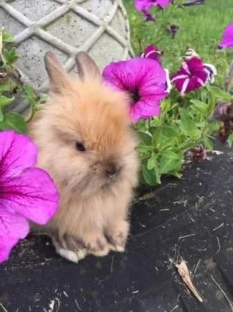 Rabbit for sale)