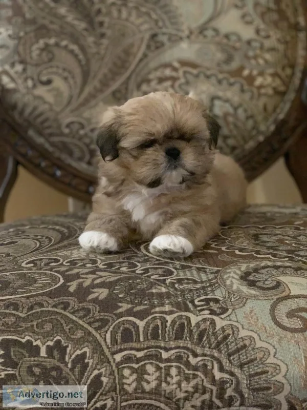 Shih tzu