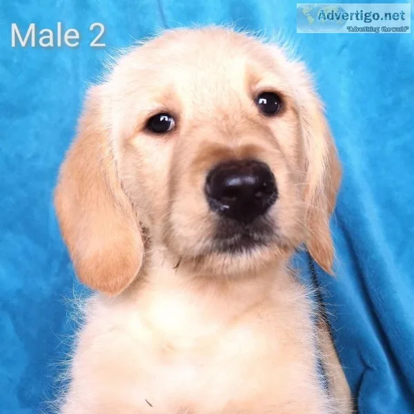 3 BLONDE LABRADOODLE MALES - BEAUTIFUL and READY NOW
