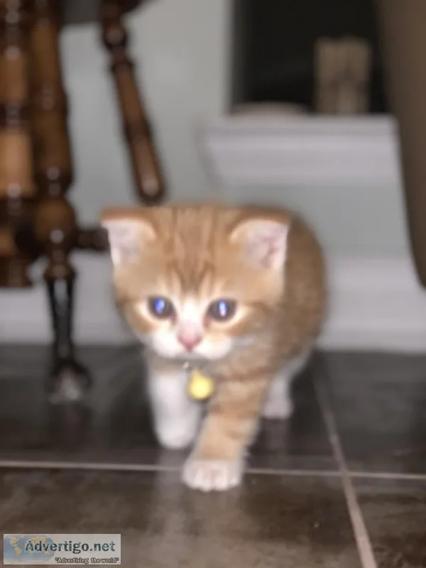 Scottish Fold Straight Female
