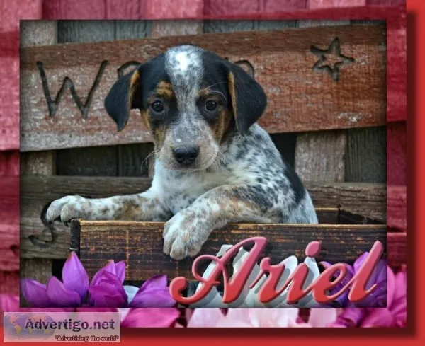 Ariel Female English Bulldog Mix