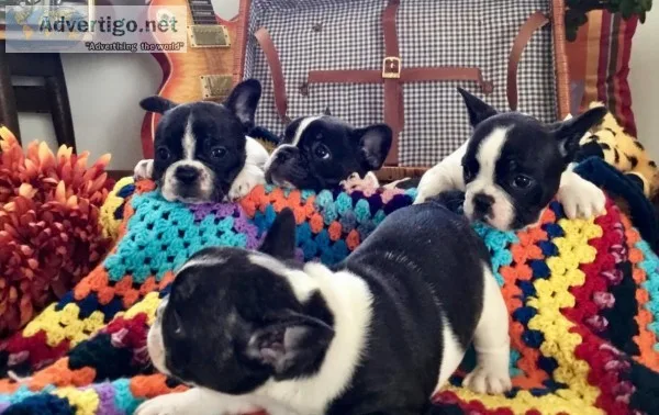 Boston Terrier