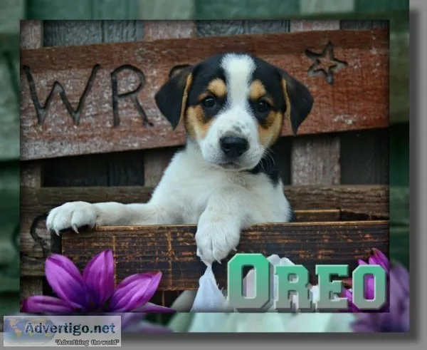 Oreo Female English Bulldog Mix
