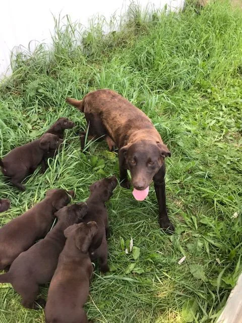 Chocolate lab puppies