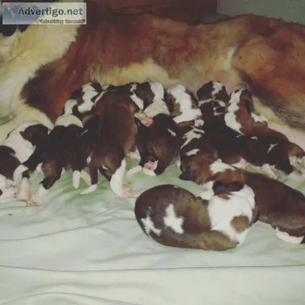 Full blooded Saint Bernard puppies