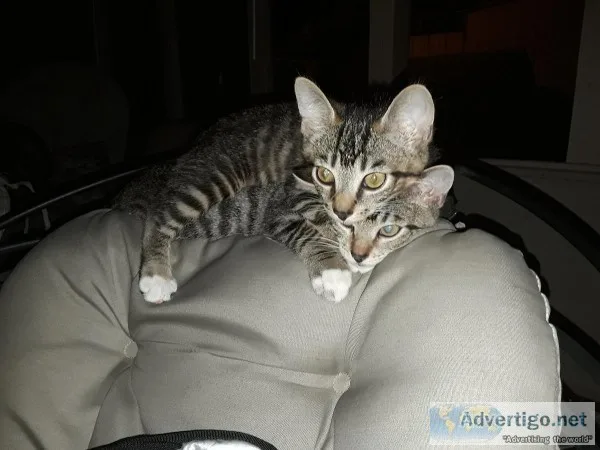Free 8 week Old male adorable kittens