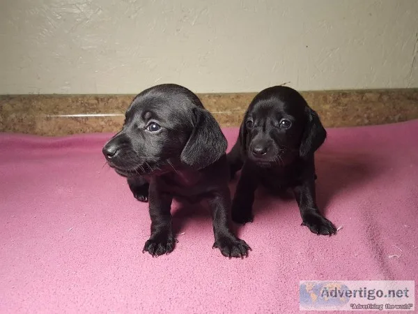 Miniature Dachshunds