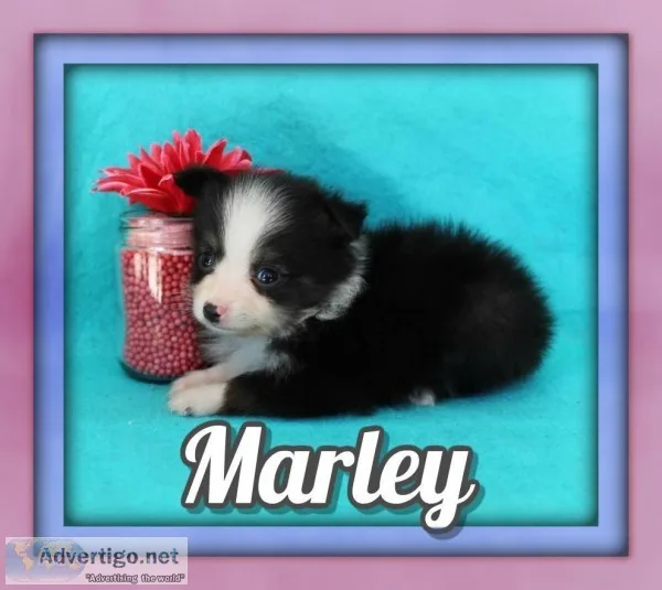 Marley Male MINI Australian Shepherd