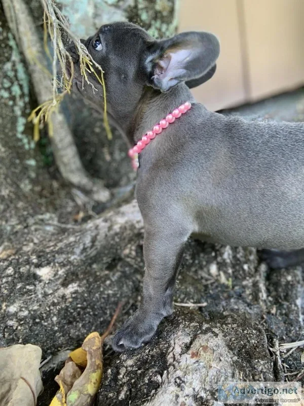 Blue french bulldog  puppy akc