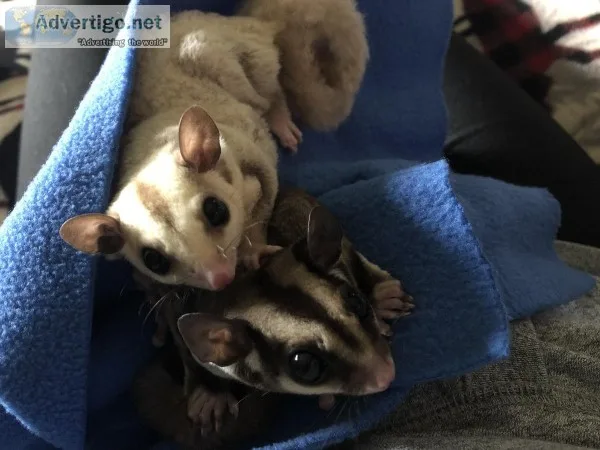 Sugar Gliders