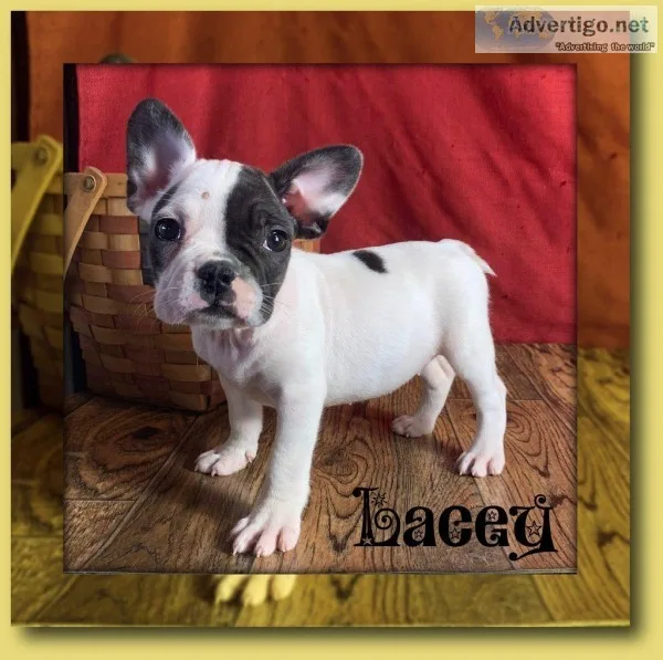Lacey Female Frenchton