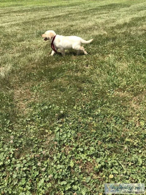 Labrador retreiver