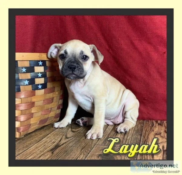 Layah Female Frenchton