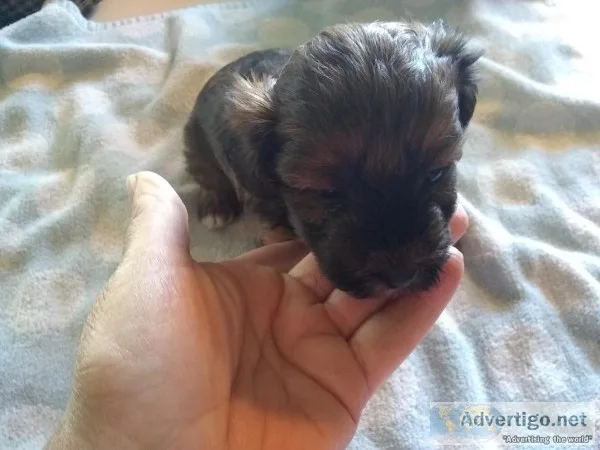 For sale yorkiepoos two males puppies