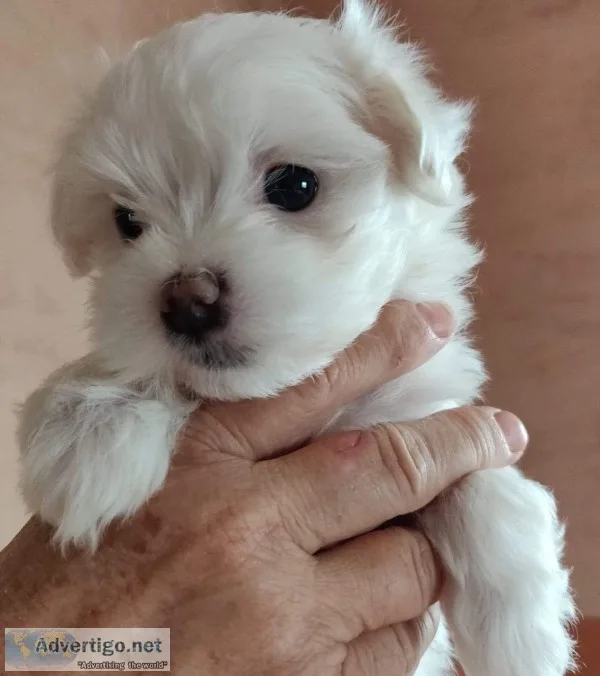 Gorgeous akc champion maltese puppies av