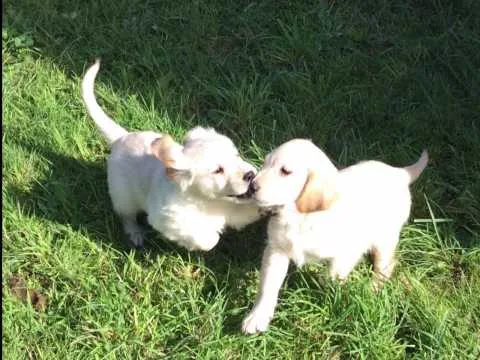 Golden retriever pupps for adoption