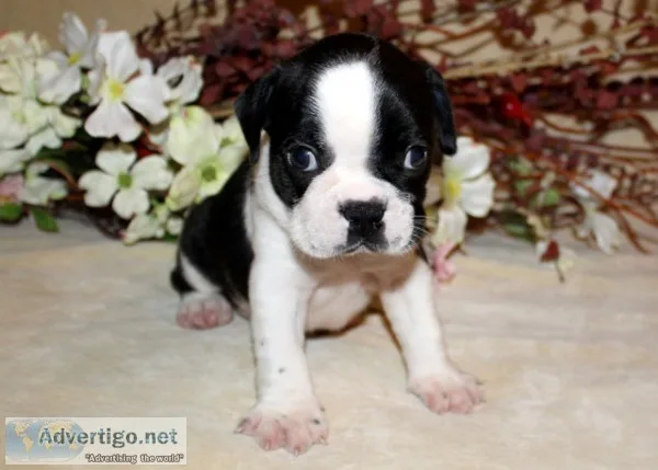 Boston terrier puppies akc registered
