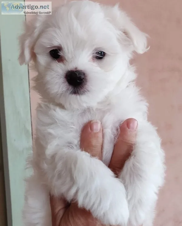 Gorgeous akc champion maltese puppies av