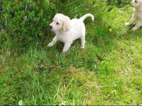 Golden retriever pupps for adoption