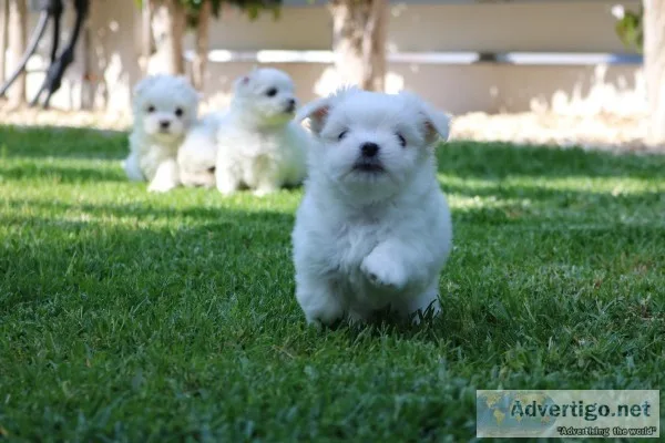 Maltese Puppies