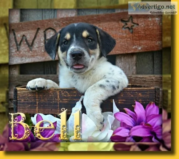 Bell Female English Bulldog Mix