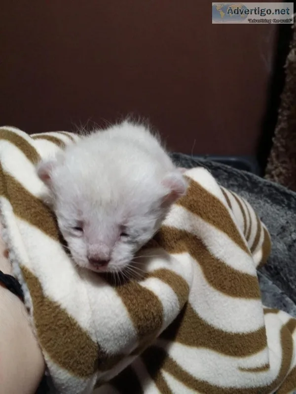 Exotic HighlanderHighland Lynx Kittens