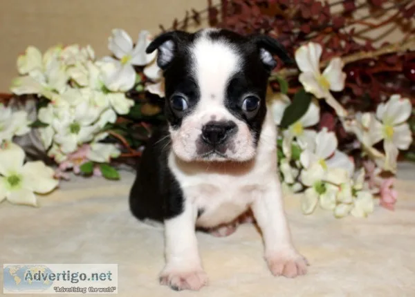 Boston terrier puppies akc registered