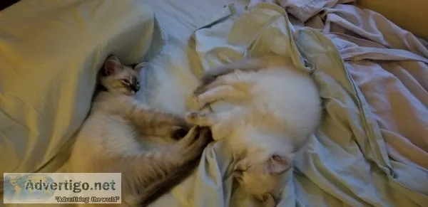 11 wk old Ragdoll Kittens