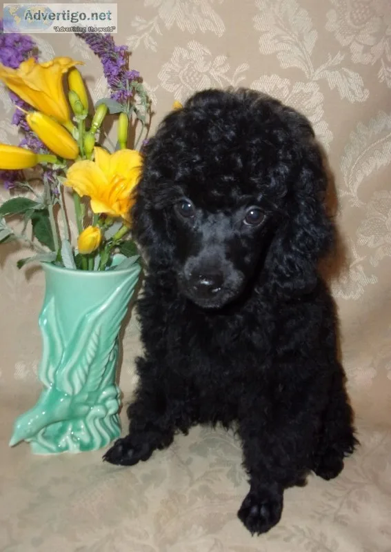 Toy Poodle Puppies