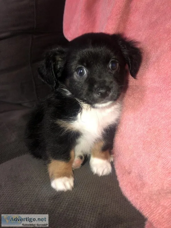 Sweet little chipoo