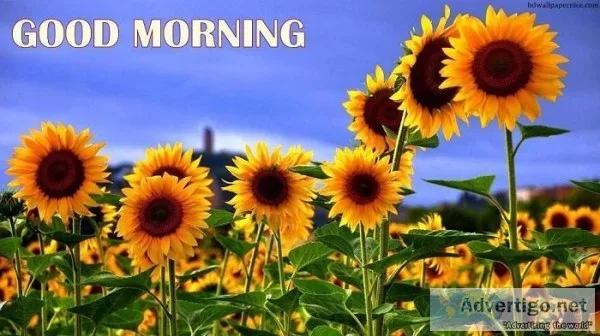 Download sunflower good morning images